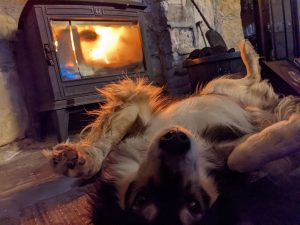 dog lounge school hill croft