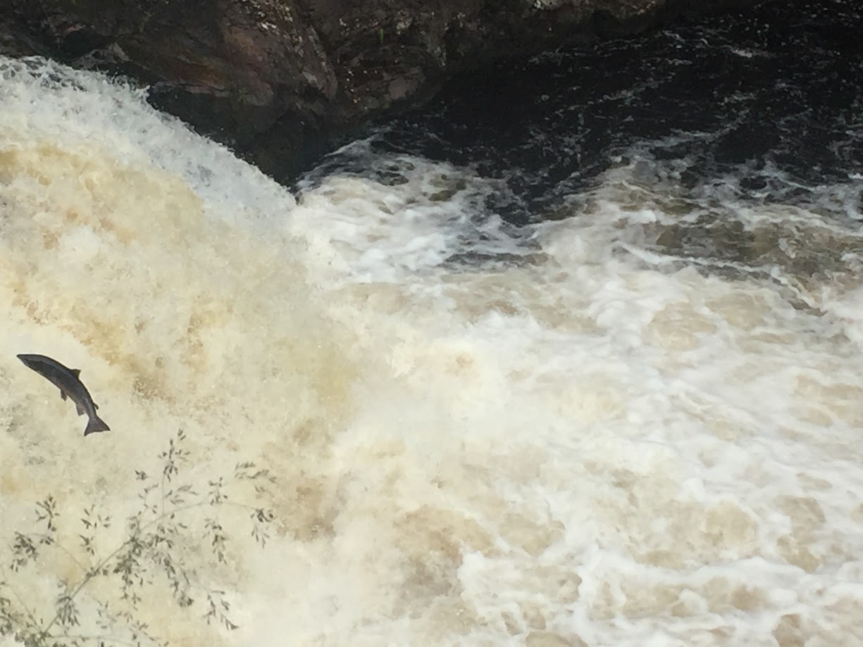jumping salmon